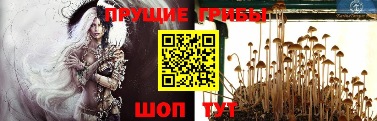 Галлюциногенные грибы Cubensis Коряжма
